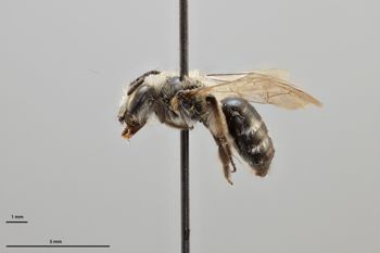 Media type: image;   Entomology 770400 Aspect: habitus lateral view